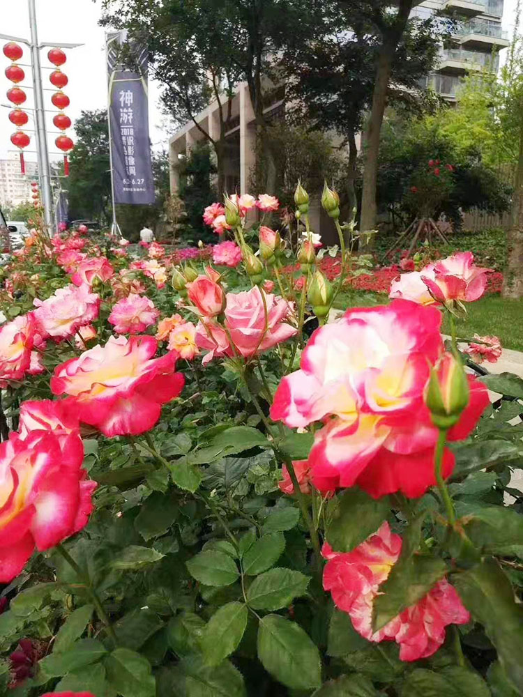 红双喜月季