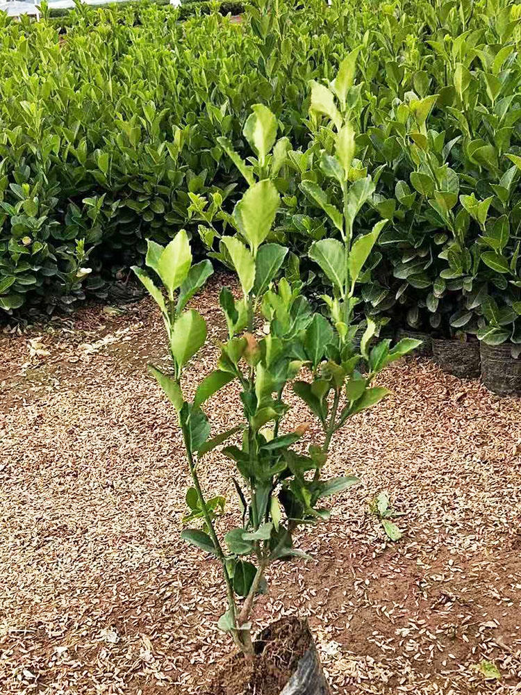 大叶扶芳藤