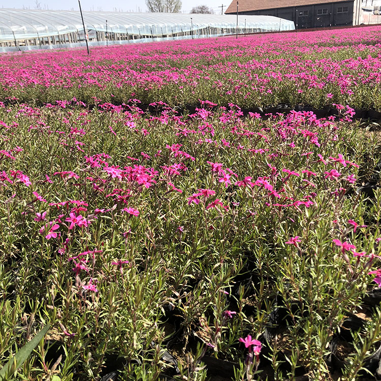 芝樱