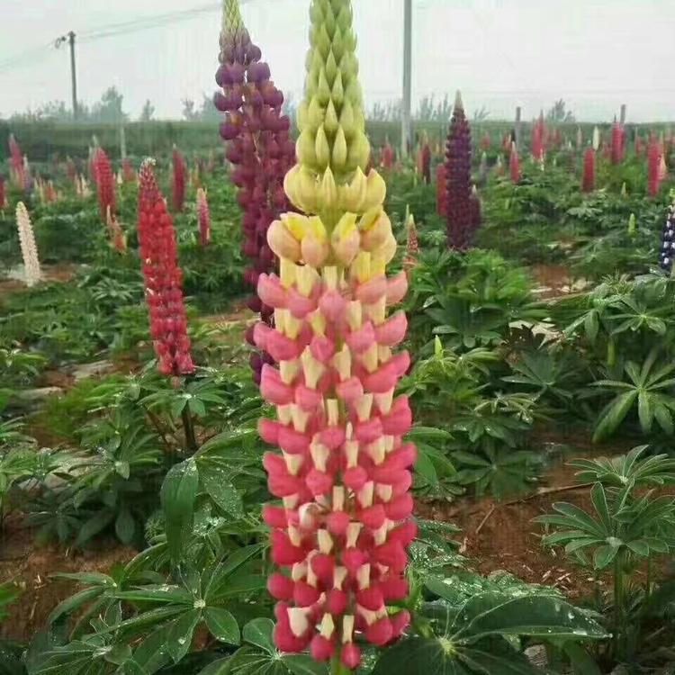 u=466131933,2446026849&fm=199&app=68&f=JPEG.jpg