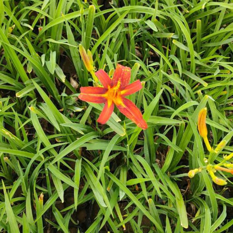 u=4183726429,3895185671&fm=199&app=68&f=JPEG.jpg