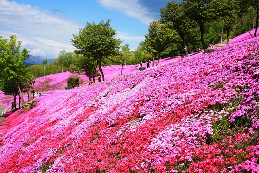 山东草花批发商：丛生福禄考的习性解析