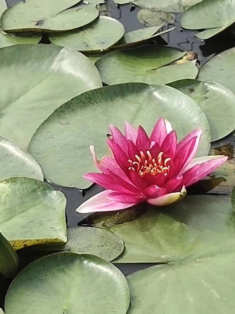 睡莲
