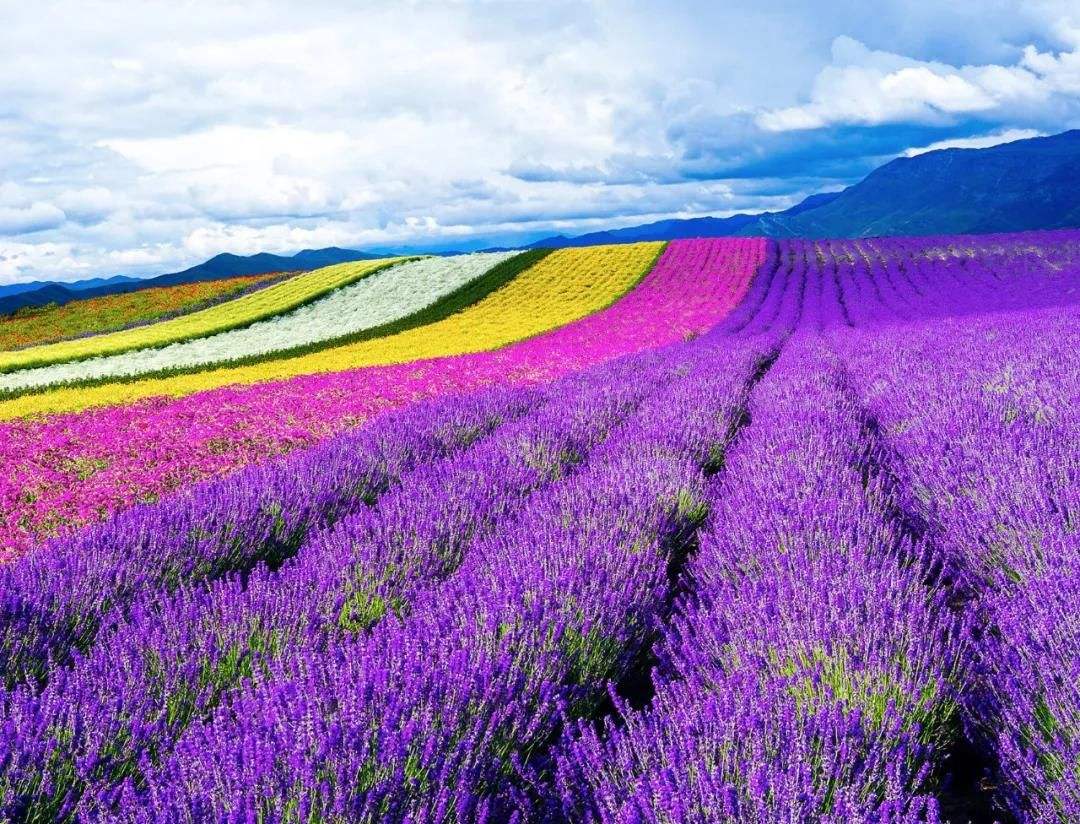 花海景观
