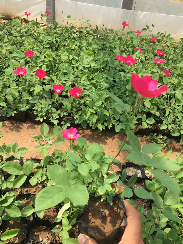 丰花月季