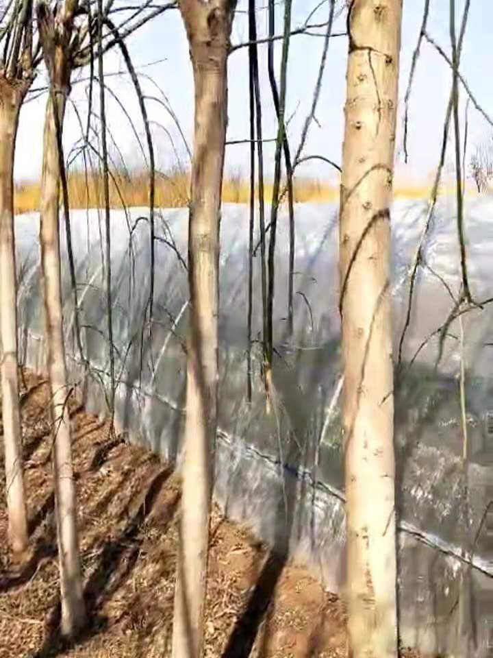 国槐