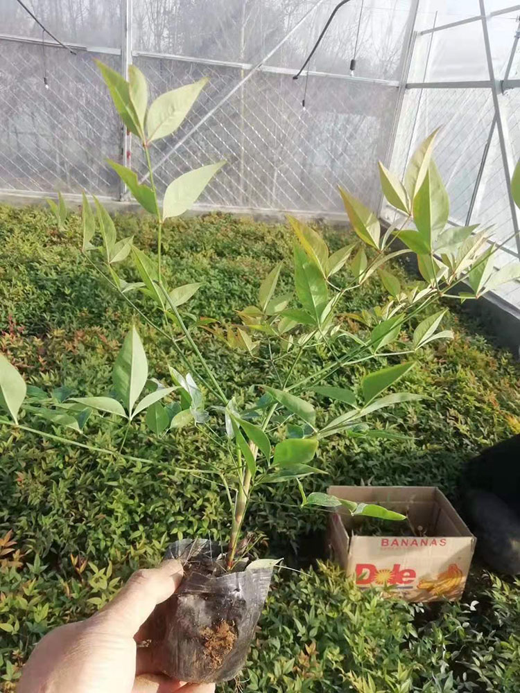 南天竹
