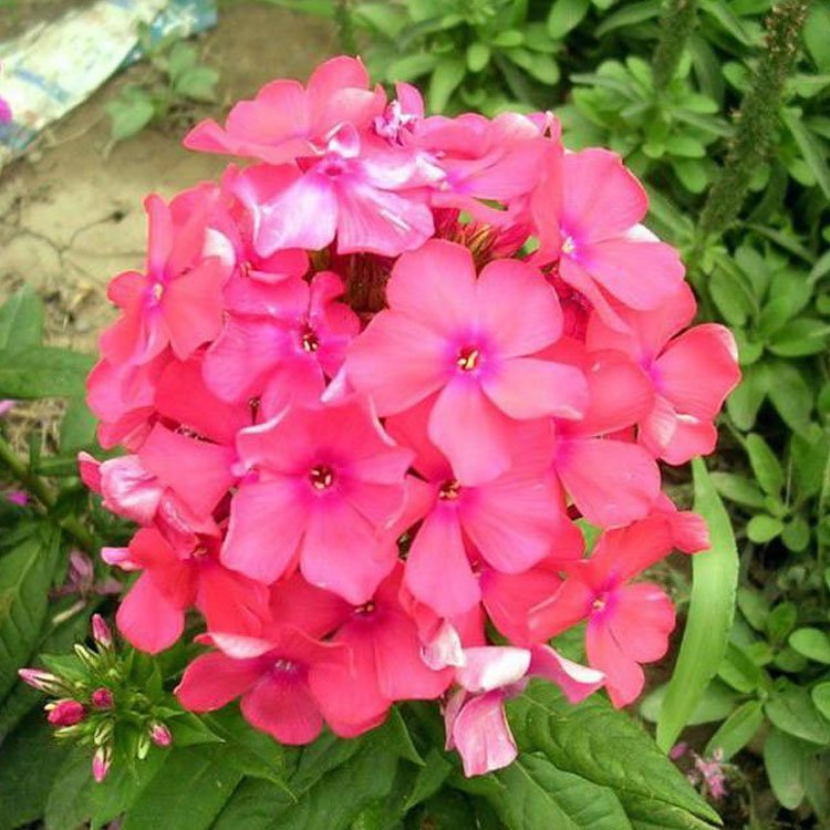 u=4260273705,3815890124&fm=199&app=68&f=JPEG.jpg