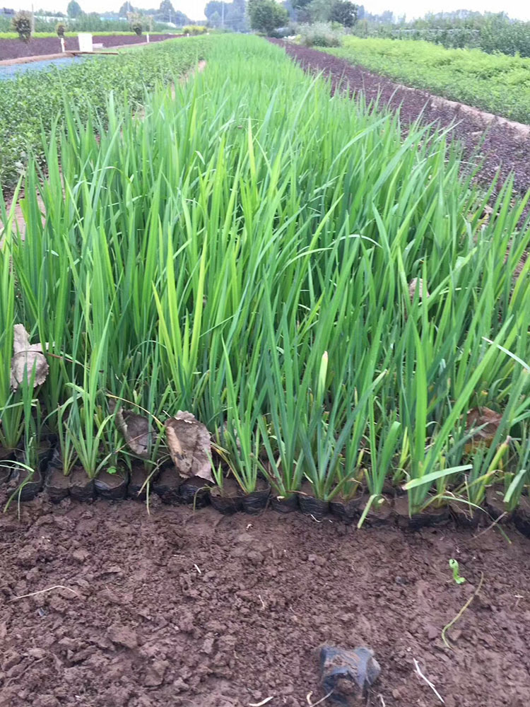 石菖蒲