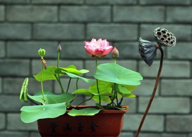 碗莲