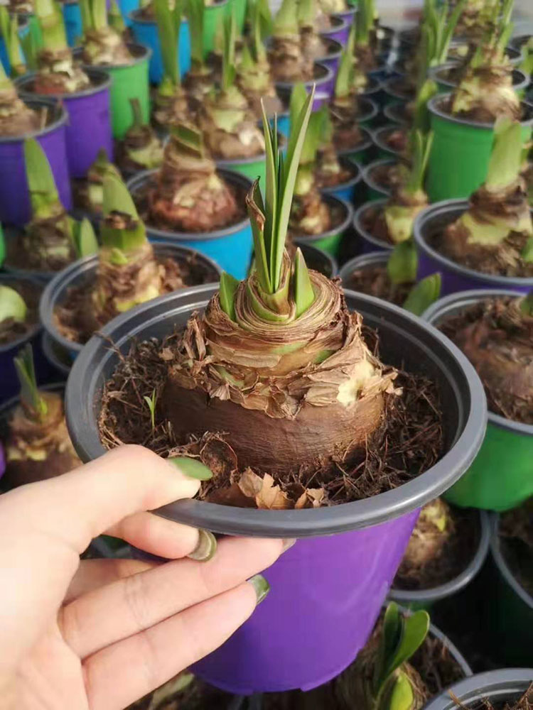 朱顶红