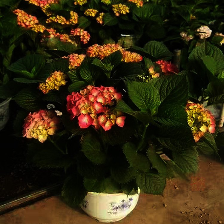 u=1564592949,2364171477&fm=199&app=68&f=JPEG.jpg
