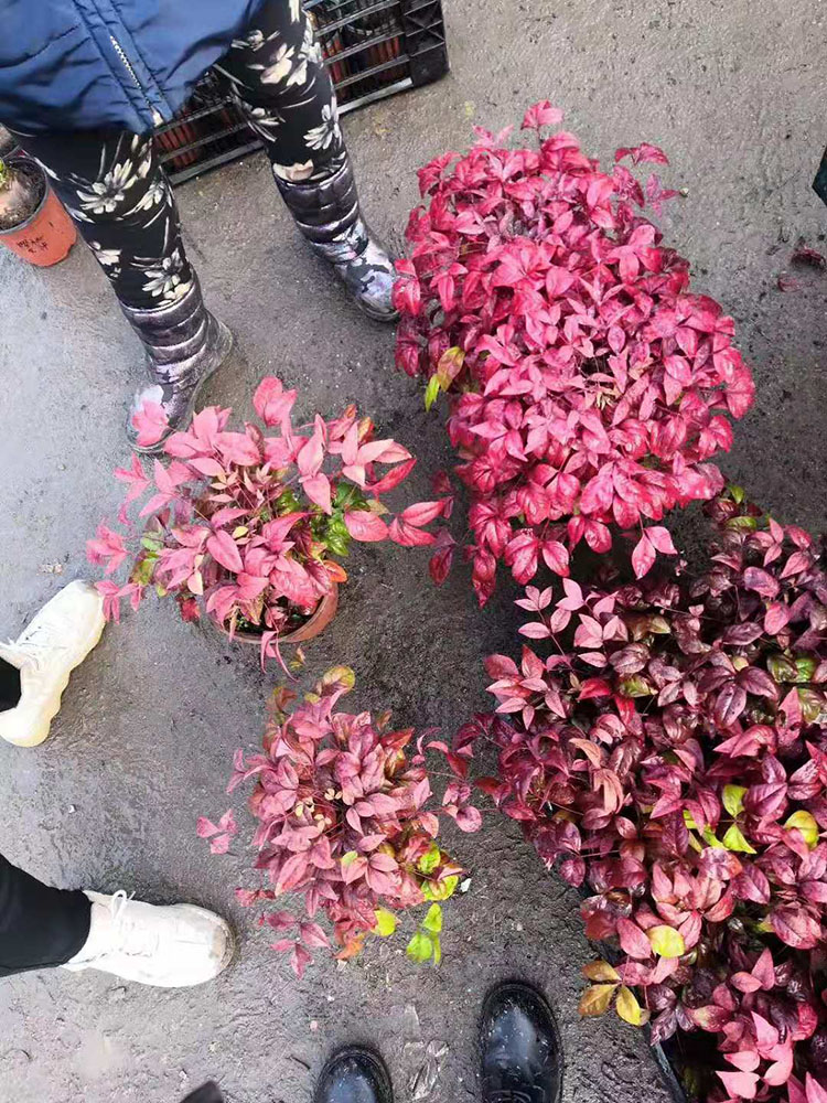 火焰南天竹