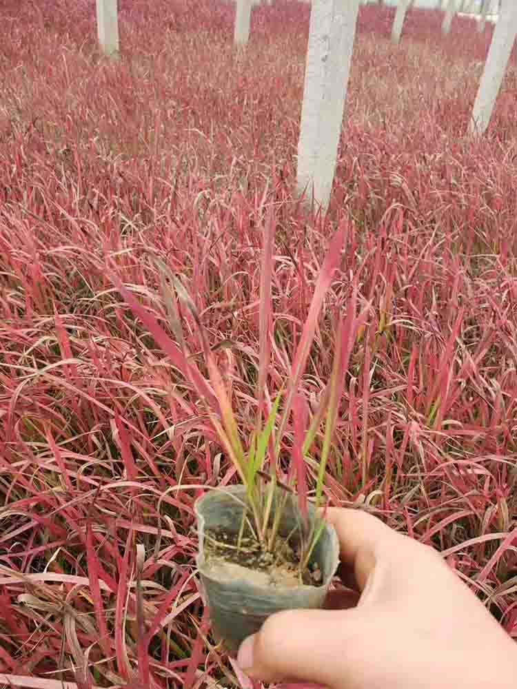 日本血草